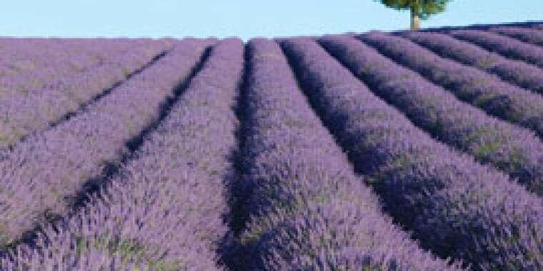 Lavanta Kokulu 'Provence'