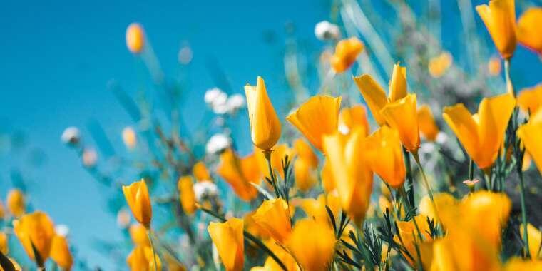 Bir İlkbahar Geleneği: Nevruz Ekinoks Bayramı