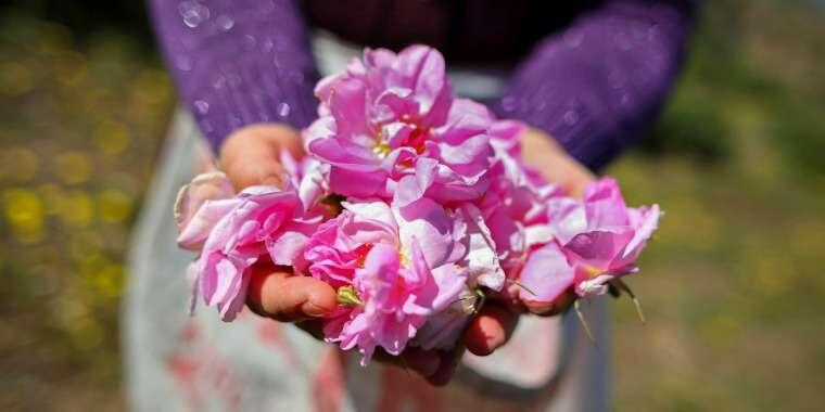 İlkbahar Şenlikleri: Isparta Gül Hasadı Festivali