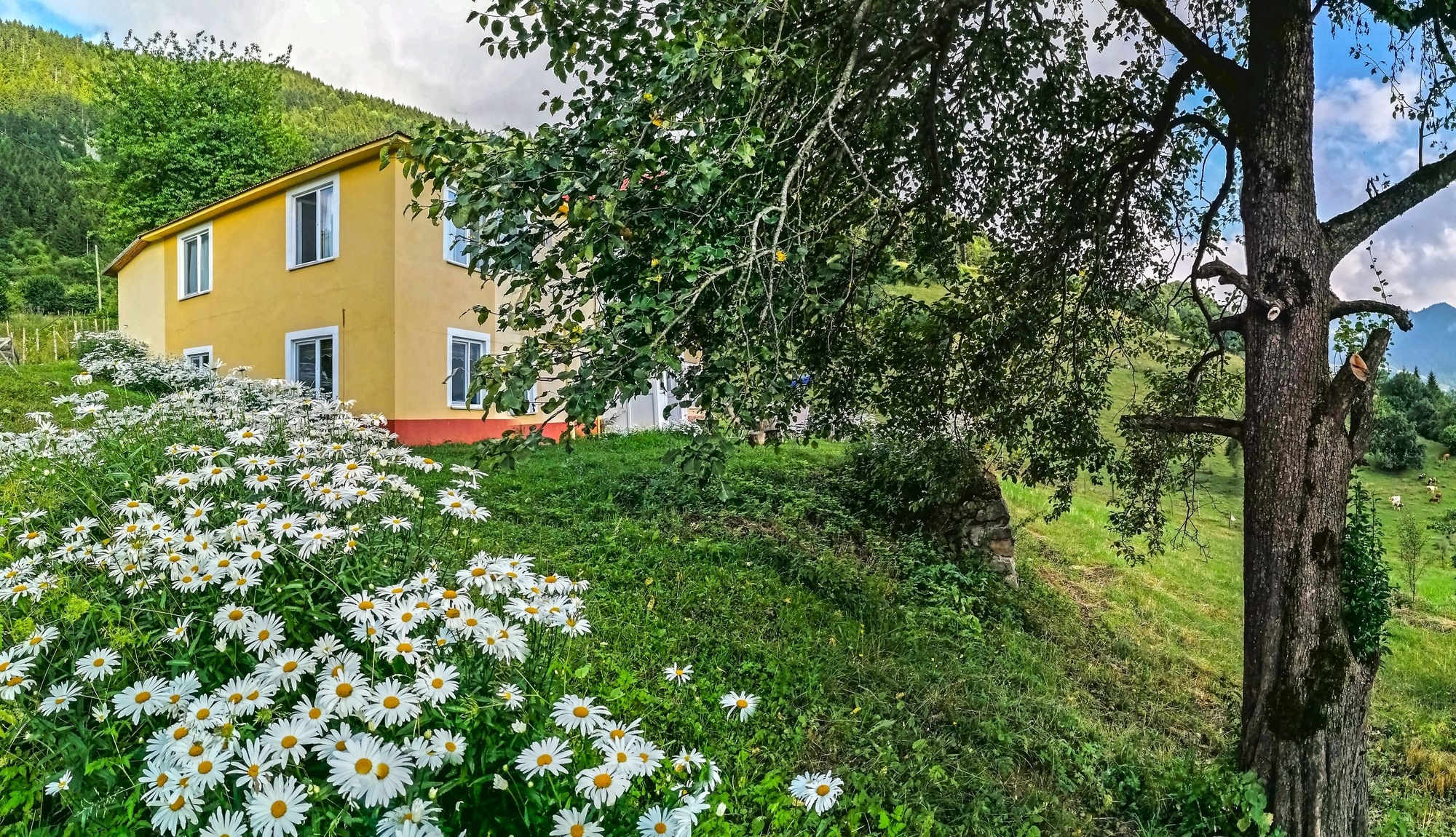 home stay sullu dag evi giresun dereli merkezkoyler