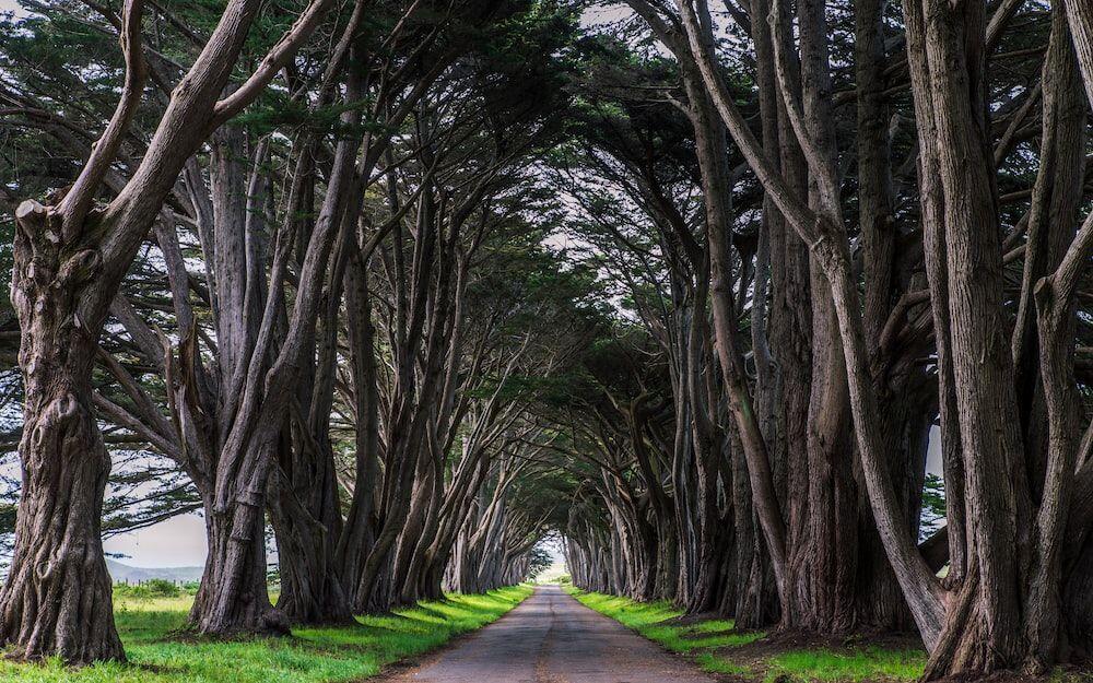 Eşsiz Manzaralar Sunan Dünyadaki 15 Ağaç Tüneli