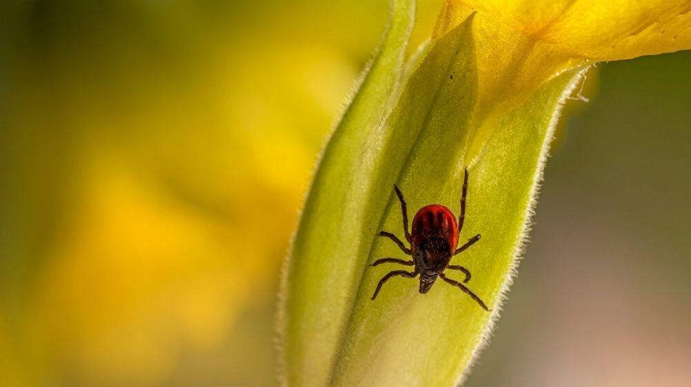 Keneden Korunma Yolları, Kene Isırığı Belirtileri ve Alınacak Önlemler