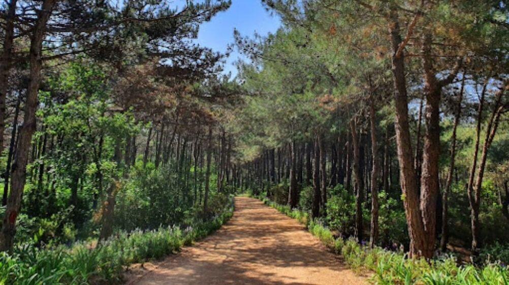 Ülkemizin Akciğerleri: Türkiye'nin En Çok Ziyaret Edilen Ormanları