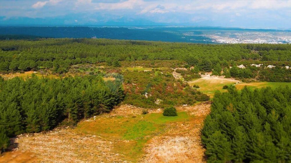 Ülkemizin Akciğerleri: Türkiye'nin En Çok Ziyaret Edilen Ormanları