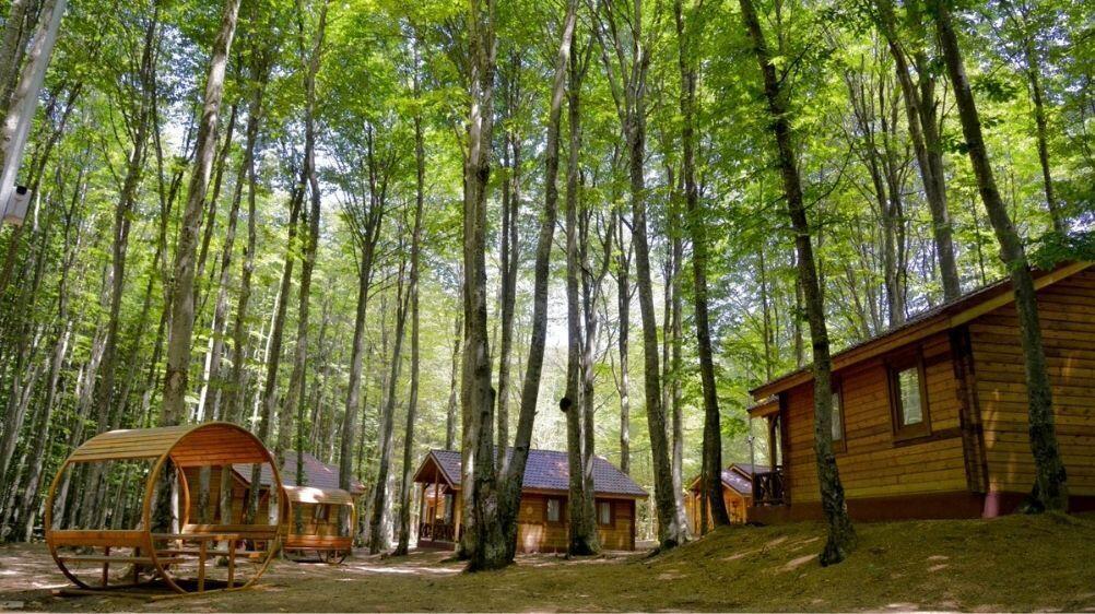 Ülkemizin Akciğerleri: Türkiye'nin En Çok Ziyaret Edilen Ormanları