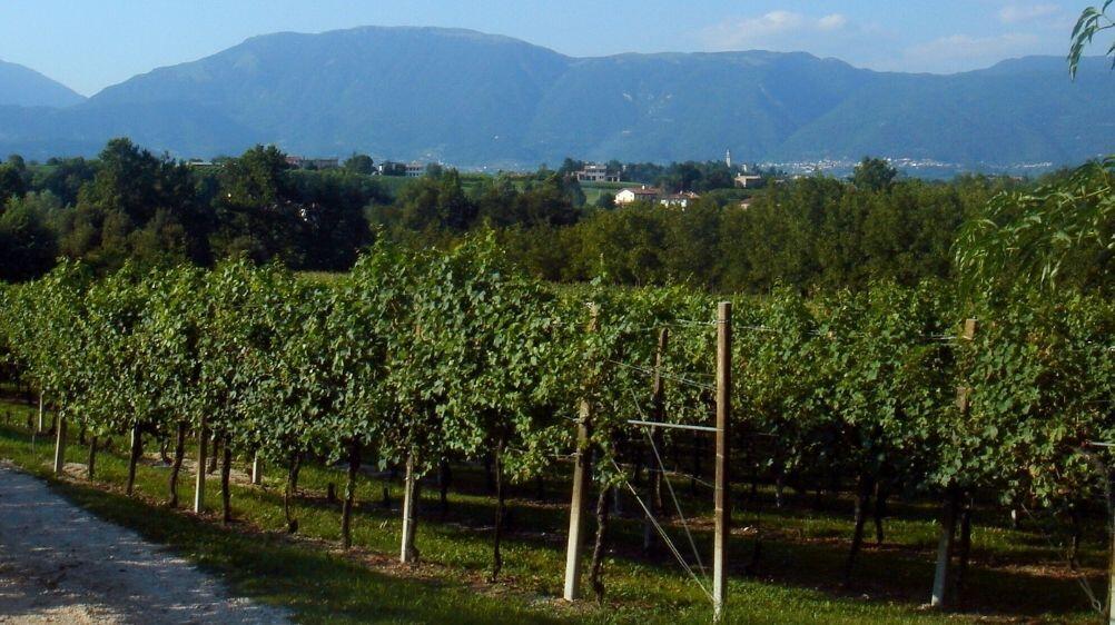 Ülkemizin Akciğerleri: Türkiye'nin En Çok Ziyaret Edilen Ormanları