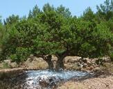 Çeşme Sakız Ağacı