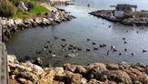 Çalış Plajı Kuş Cenneti