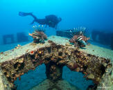 Dolphin Dive Center Alanya