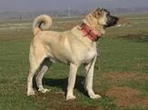 Uluslararası Kangal Köpek Festivali