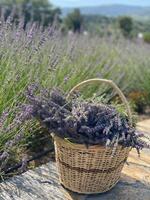 Bahçe & Oturma Alanları Galerisi