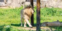 Türkiye'nin İlk Aslan Parkı: Tuzla Aslan Park