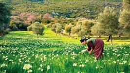 Karaburun Nergis Festivali