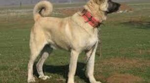 Uluslararası Kangal Köpek Festivali