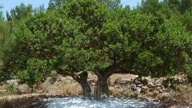 Çeşme Sakız Ağacı