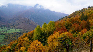 Yenice Ormanları