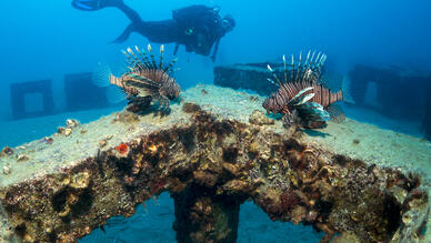 Dolphin Dive Center Alanya