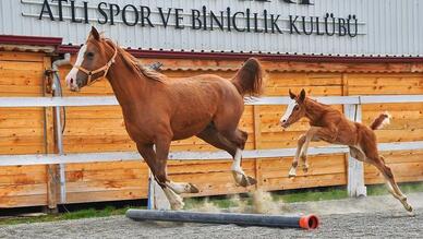 Safari Atlı Spor ve Binicilik Kulübü