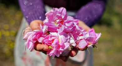 İlkbahar Şenlikleri: Isparta Gül Hasadı Festivali