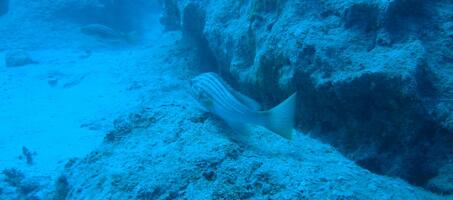 Naturablue Diving Center - Görsel 4