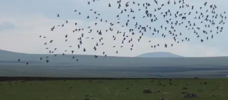 Kuyucuk Kuş Cenneti - Görsel 1