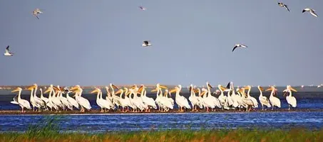 Seyfe Gölü Kuş Cenneti - Görsel 1