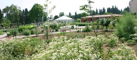 Zeytinburnu Tıbbi Bitkiler Bahçesi - Görsel 4