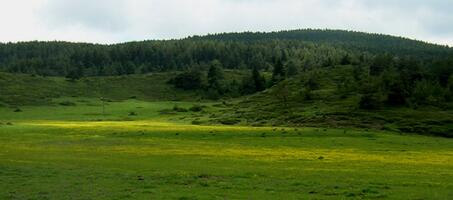 Yapraklı Büyük Yayla - Görsel 1