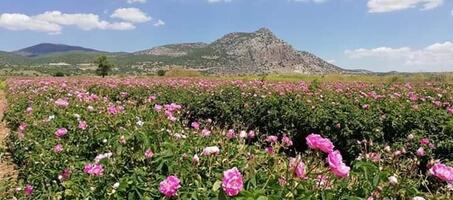 Isparta Gül Hasadı Festivali - Görsel 2