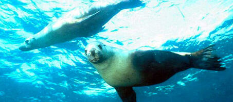 Kuşadası Diving Center - Görsel 4