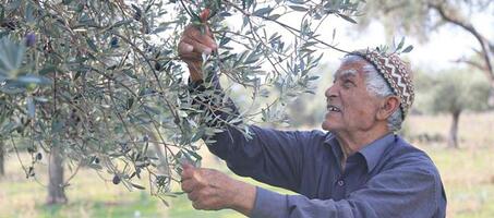 Milas Zeytin Hasat Şenliği - Görsel 1