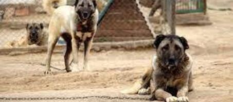 Uluslararası Kangal Köpek Festivali - Görsel 1