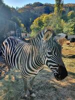 Polonezköy Zoo Park - Görsel 1