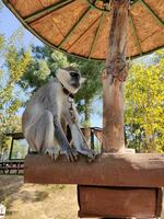 Polonezköy Zoo Park - Görsel 4