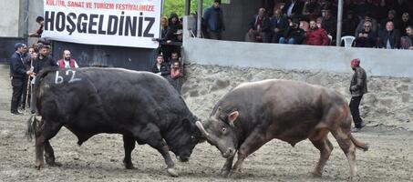 Melo Boğa Güreşleri Festivali - Görsel 1