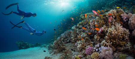 Dive İstanbul - Görsel 1