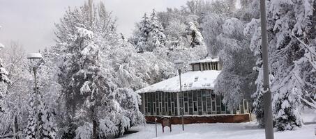 Ankara Botanik Parkı - Görsel 3