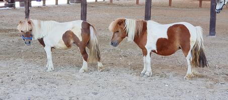 Cordelion Taypark Binicilik Okulu - Görsel 2