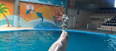 İstanbul Dolphinarium - Görsel 1