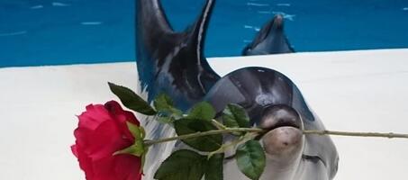 İstanbul Dolphinarium - Görsel 3