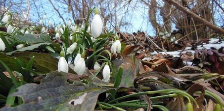 Bir İlkbahar Geleneği: Nevruz Ekinoks Bayramı