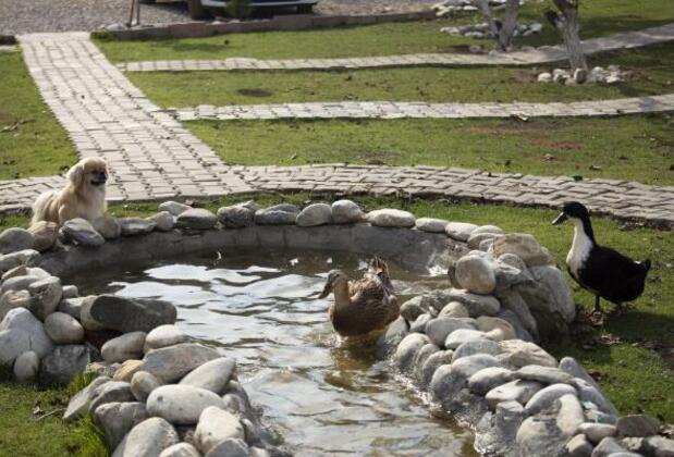 Kazdağları İda Natura Bungalov Otel - Görsel 2