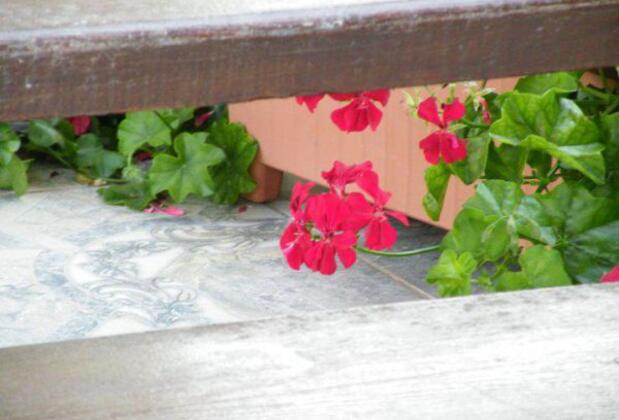 Bozcaada Adonis Pansiyon - Görsel 8