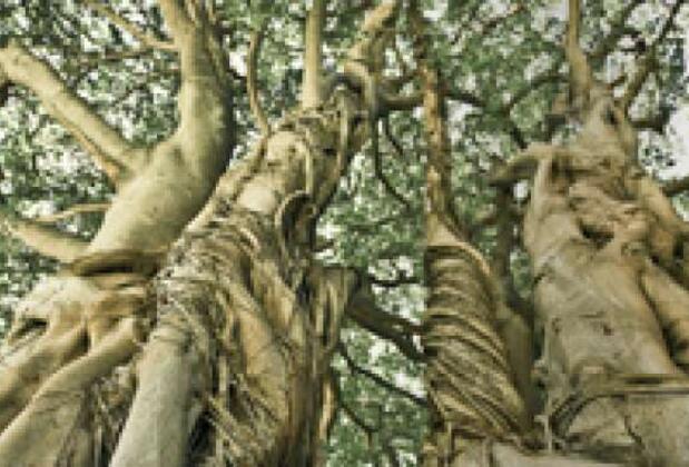 Doğa İçinde Bir Aktivite Alanı: Kristenbosch Botanik Bahçesi