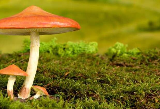 Sonbahar'da Yürüyüşe Bahane: Mantar Toplamanın Keyifli Olduğu 7 Yer