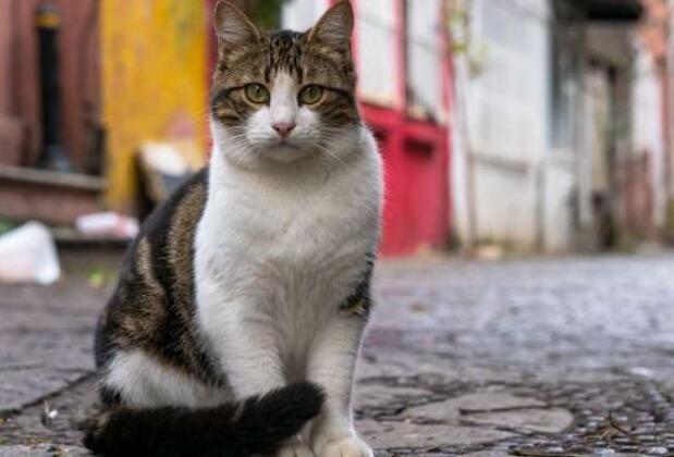 Eski İstanbul Semtleri: Samatya