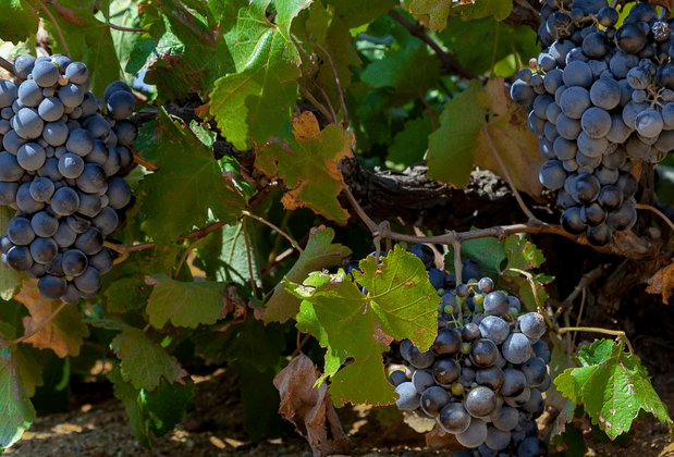 Bozcaada Bağbozumu Festivali Ne Zaman? 