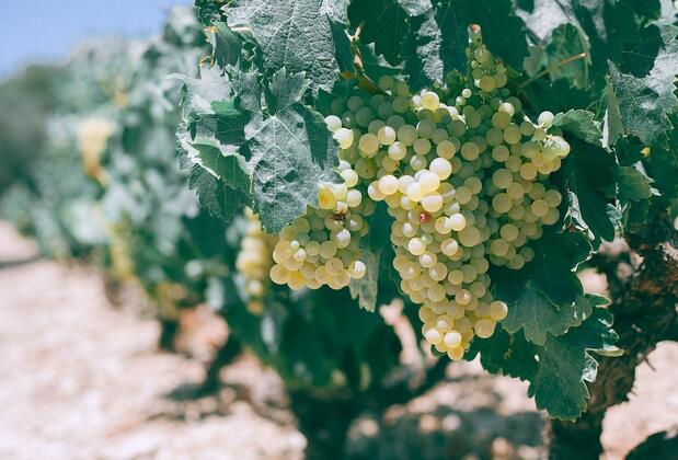 Hayatımıza Renk Katan Türkiye'den 6 Bitki Festivali