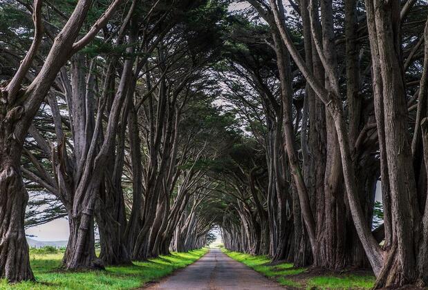 Eşsiz Manzaralar Sunan Dünyadaki 15 Ağaç Tüneli