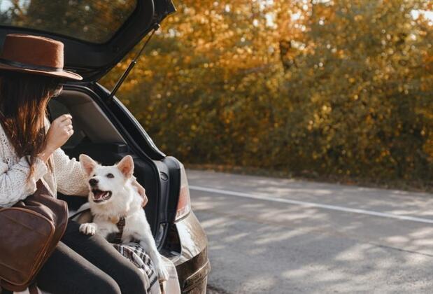 Uzun Araba Yolculuklarında Evcil Hayvanlarınızı Rahat Ettirmenin Sırları